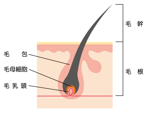 cross-sectional-view-of-the-skin_hair_s